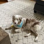 Banfield Pet Hospital