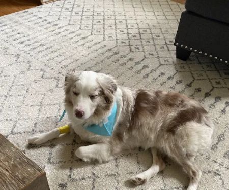 Banfield Pet Hospital