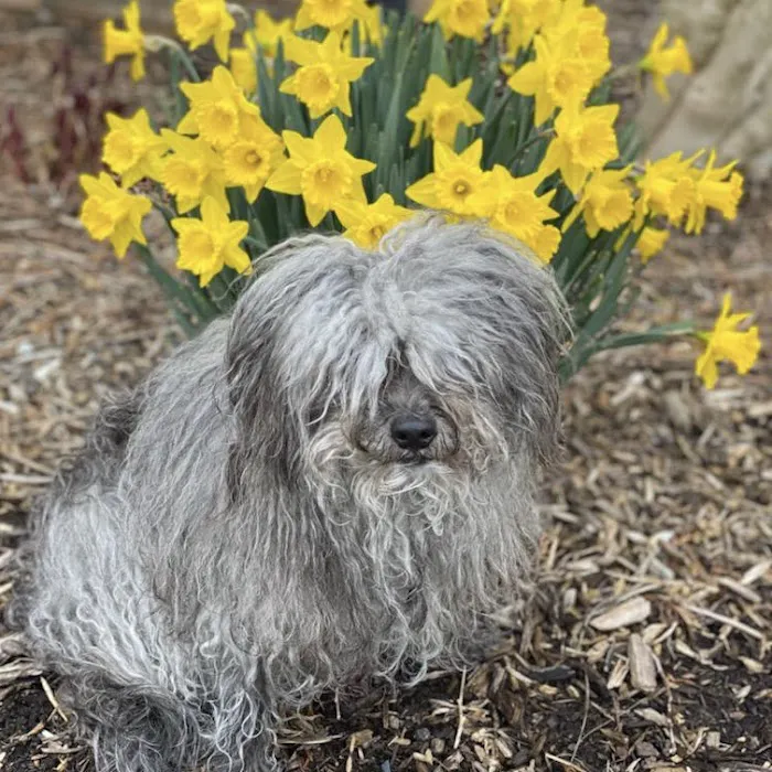 CVCA Cardiac Care for Pets Picture 4