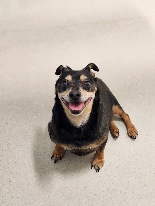 CVCA Cardiac Care for Pets Picture 5