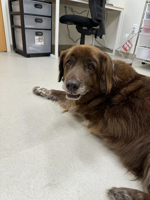 CVCA Cardiac Care for Pets Picture 9