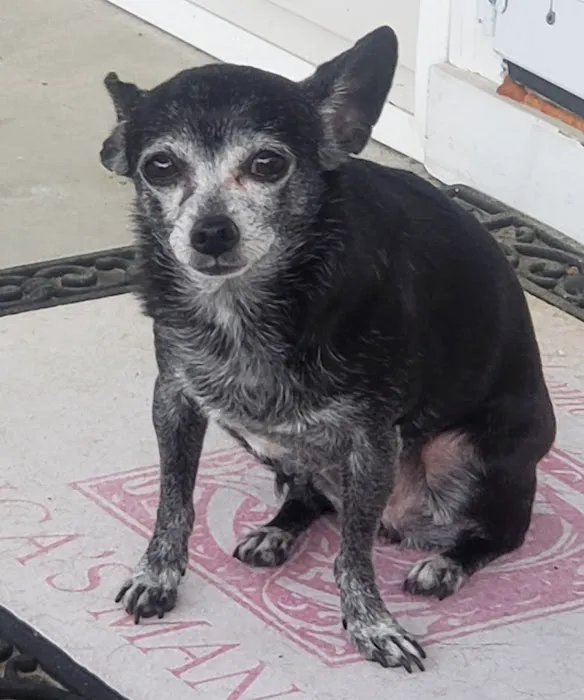 CVCA Cardiac Care for Pets Picture 7