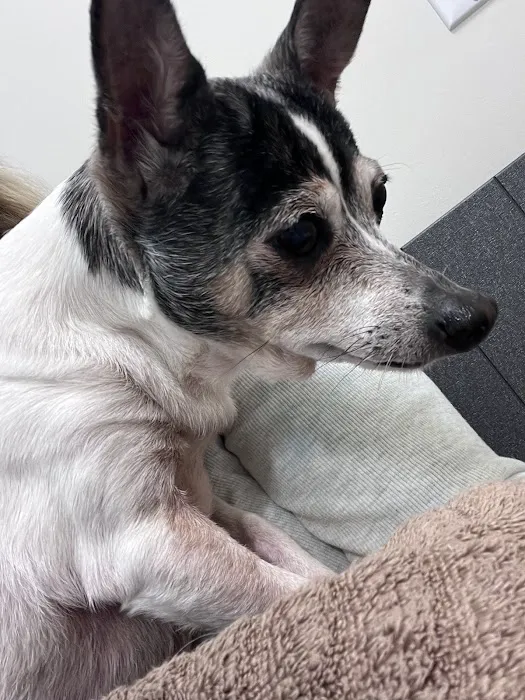 CVCA Cardiac Care for Pets Picture 1