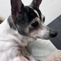 CVCA Cardiac Care for Pets ico