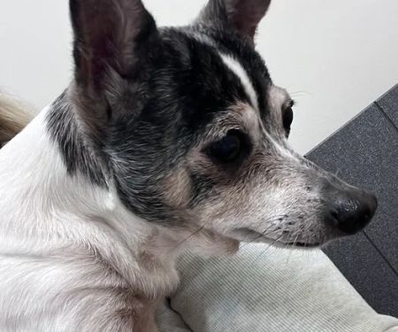 CVCA Cardiac Care for Pets