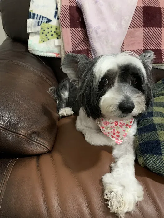 CVCA Cardiac Care for Pets Picture 2