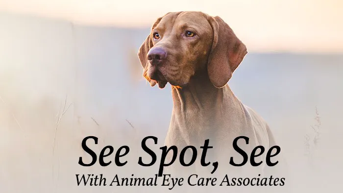 Animal Eye Care Picture 2