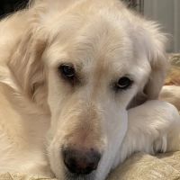 Animal Eye Care ico