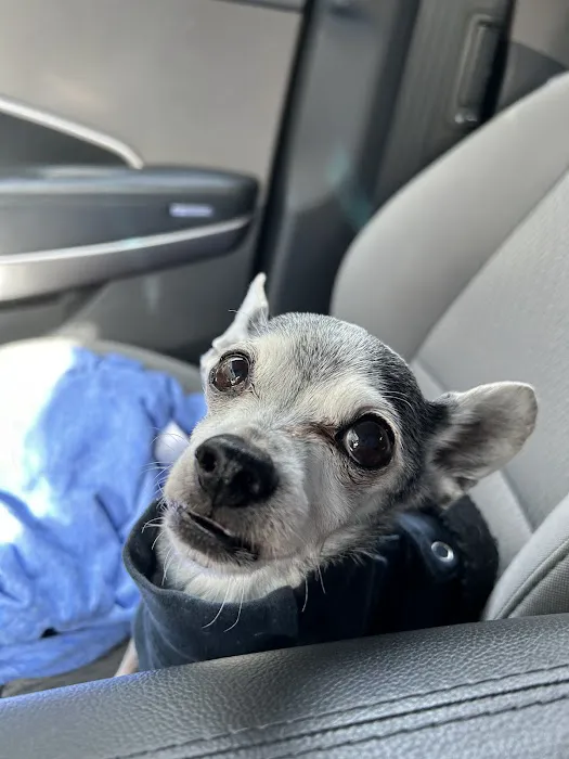 BluePearl Pet Hospital Picture 2