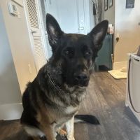 BluePearl Pet Hospital ico