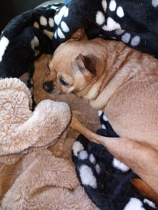 BluePearl Pet Hospital Picture 3