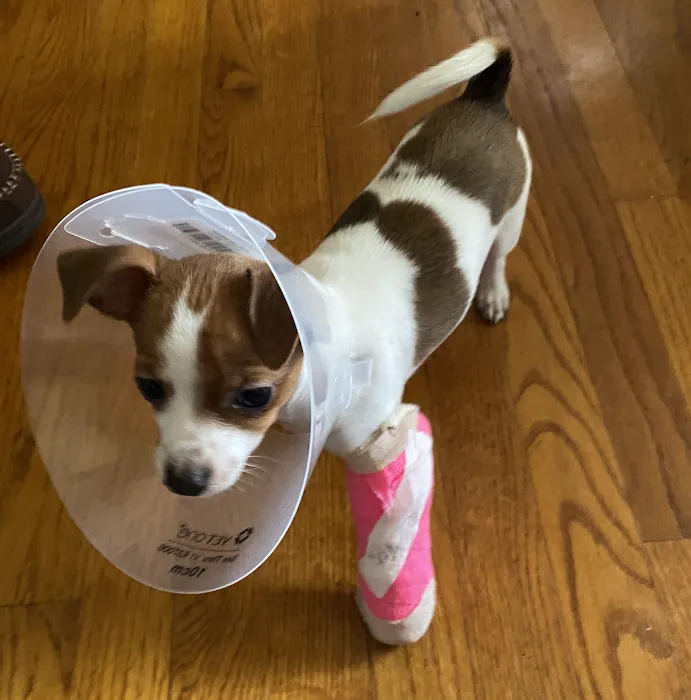 BluePearl Pet Hospital Picture 9