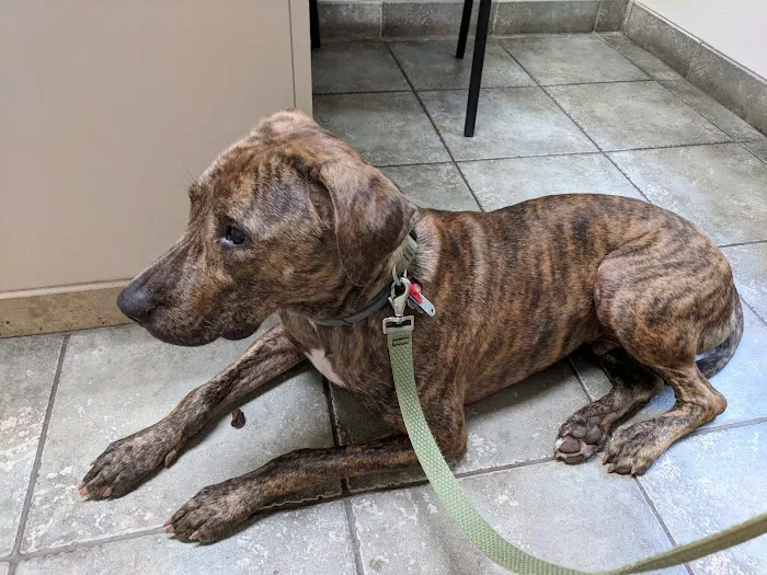 Crossroads Veterinary Hospital Picture 8