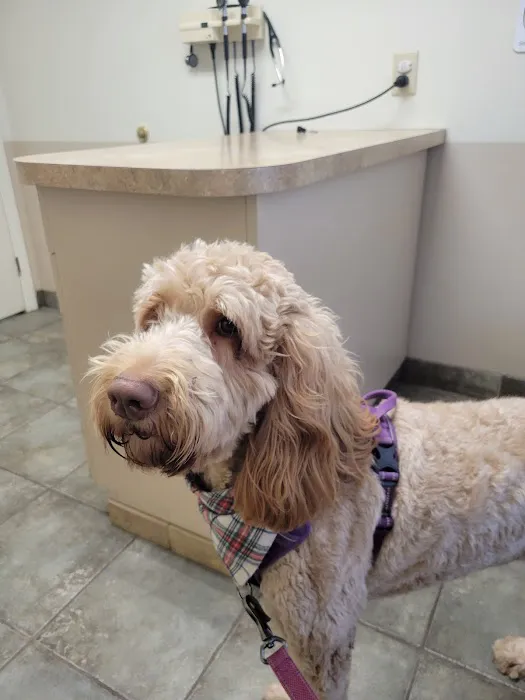 Crossroads Veterinary Hospital Picture 4