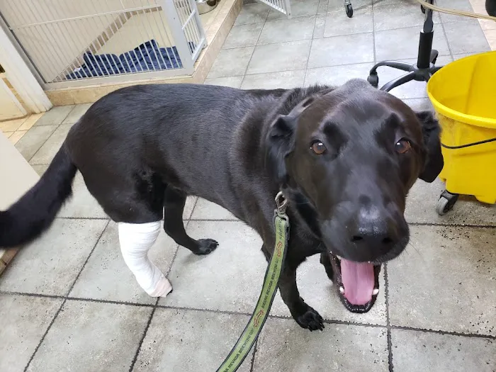 Crossroads Veterinary Hospital Picture 2
