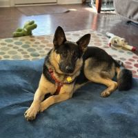 Shepherds Vineyard Animal Hospital ico