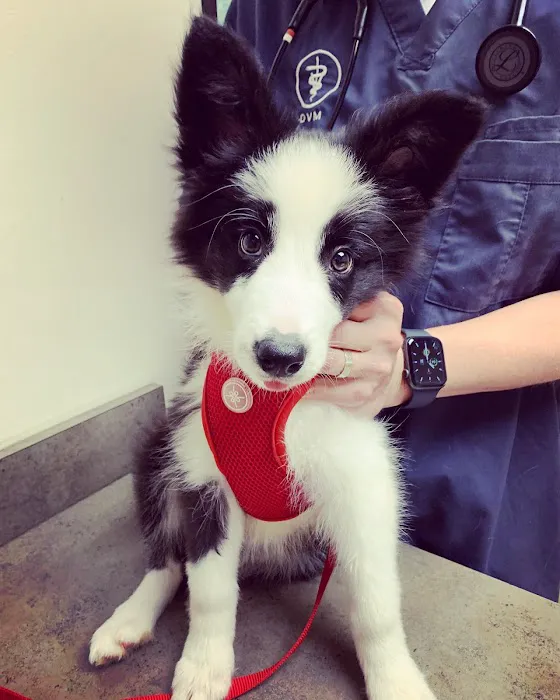 Town & Country Veterinary Hospital Picture 6