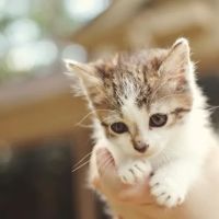 Town & Country Veterinary Hospital ico