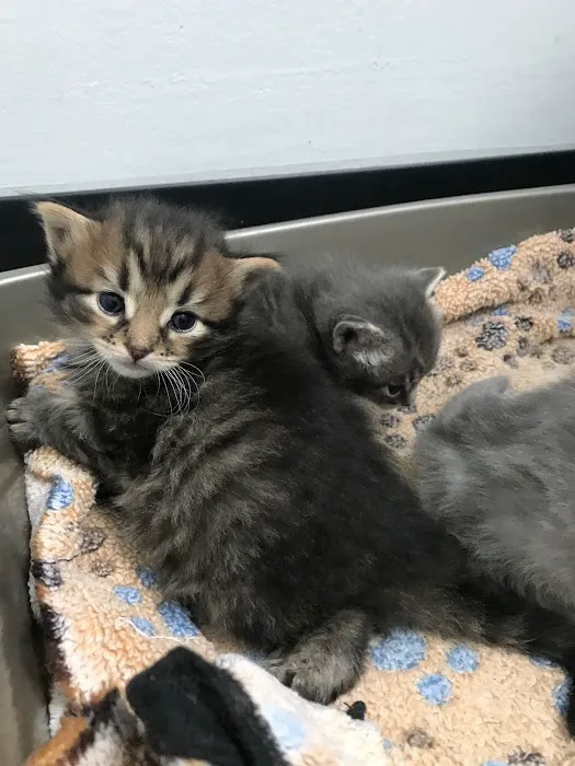 Lake Pine Animal Hospital Picture 6