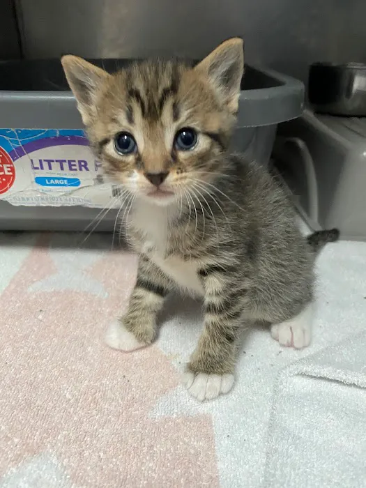 Lake Pine Animal Hospital Picture 2