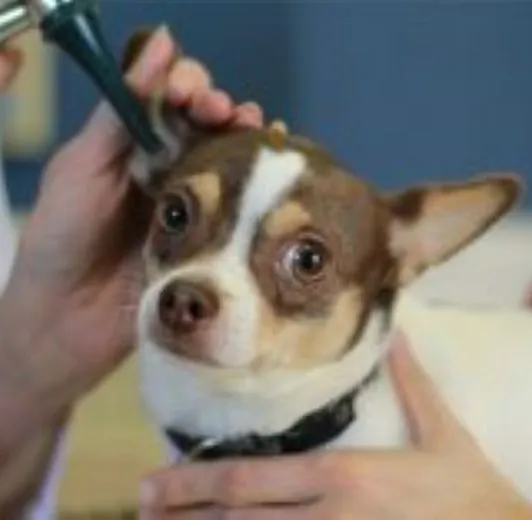 Boulevard Animal Hospital Picture 8