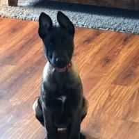 Boulevard Animal Hospital ico