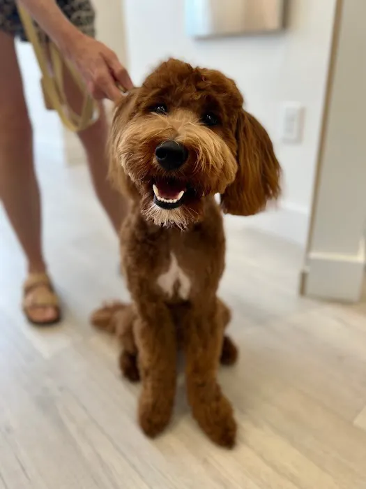 Petfolk Veterinary & Urgent Care - Cary Picture 8