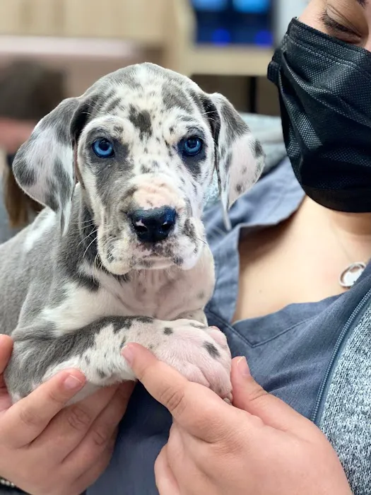 Petfolk Veterinary & Urgent Care - Cary Picture 7