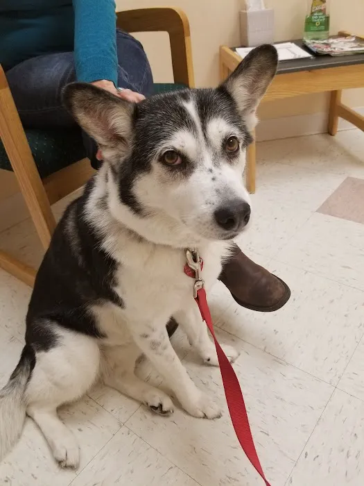 PetSound Animal Hospital Picture 1