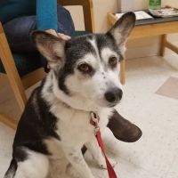 PetSound Animal Hospital ico