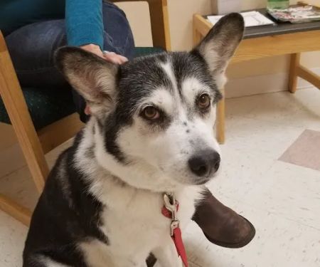 PetSound Animal Hospital