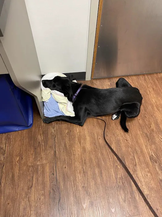 Veterinary Emergency Care Picture 7