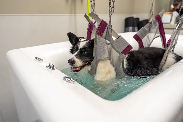 Veterinary Emergency Care Picture 10