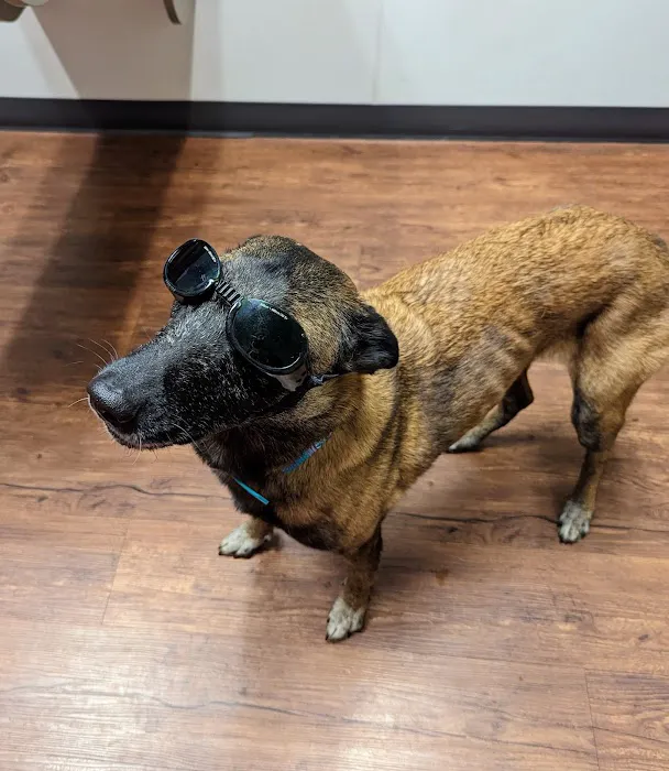 Veterinary Emergency Care Picture 2