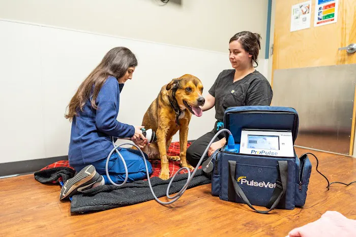 Veterinary Emergency Care Picture 5