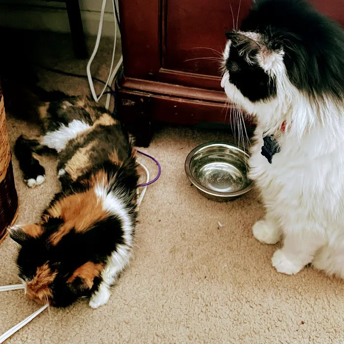 Veterinary Emergency Care Picture 8