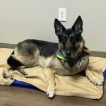 Peak Paws Advanced Veterinary Hospital