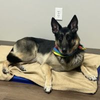Peak Paws Advanced Veterinary Hospital ico