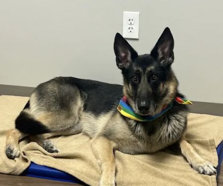 Peak Paws Advanced Veterinary Hospital