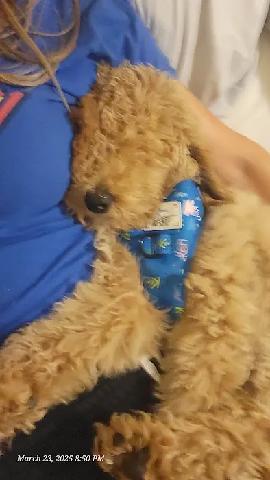 Banfield Pet Hospital Picture 10