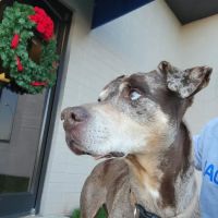 Banfield Pet Hospital ico