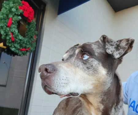 Banfield Pet Hospital