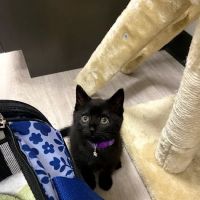 Happy Tails Veterinary Hospital ico