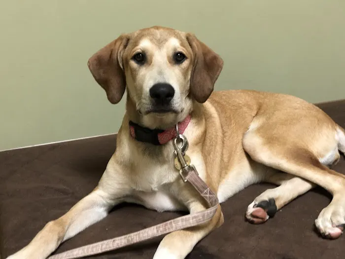 Peak City Veterinary Hospital Picture 5