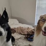 GoodVets Apex (Raleigh)