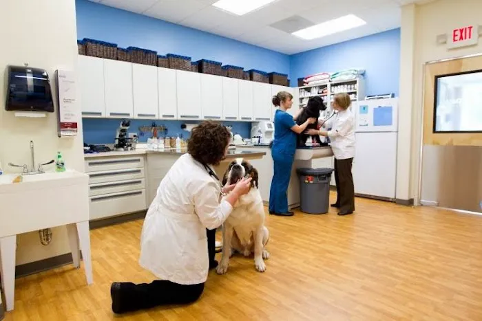 All 4 Paws Animal Hospital Picture 6