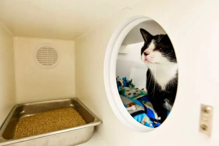 All 4 Paws Animal Hospital Picture 9