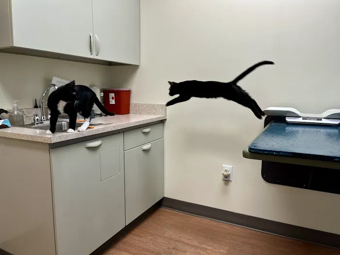 All 4 Paws Animal Hospital Picture 2