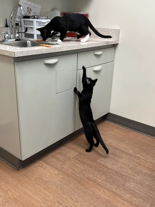 All 4 Paws Animal Hospital Picture 1