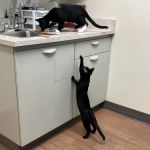 All 4 Paws Animal Hospital